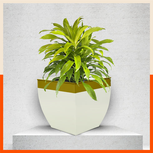 MYLA Metal Square Planters / Pots for Home / Garden / Balcony | Large – White & Bronze